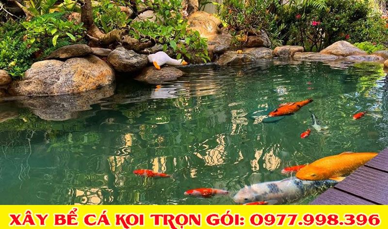 Mẫu bể cá koi đẹp 2020 Mẫu bể cá koi đẹp 2020